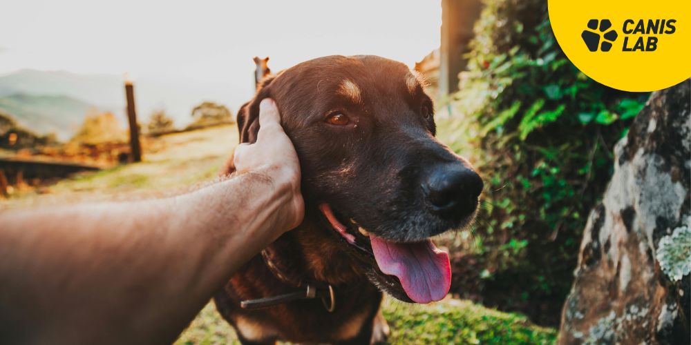 Jak v létě nepřehřát psa: zásadní pravidla pro aktivní pejskaře