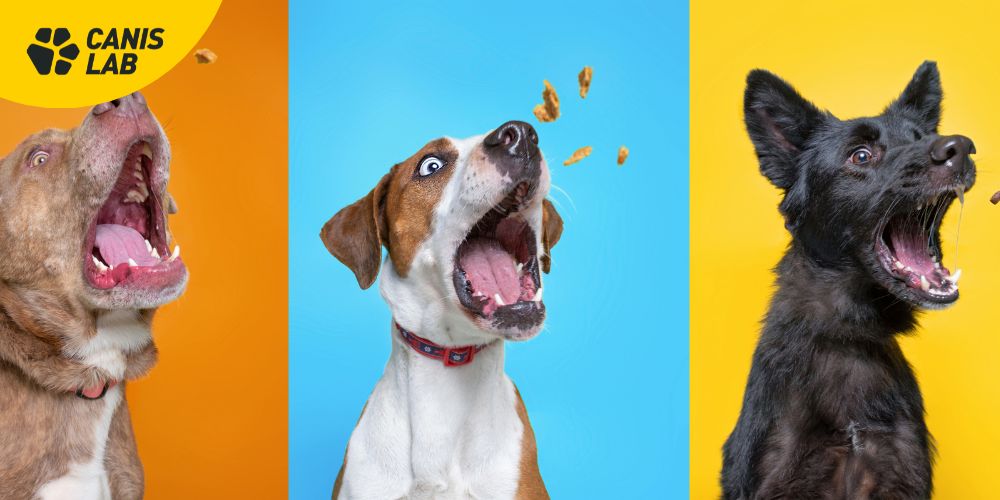 Zdravé a funkční pamlsky pro psy