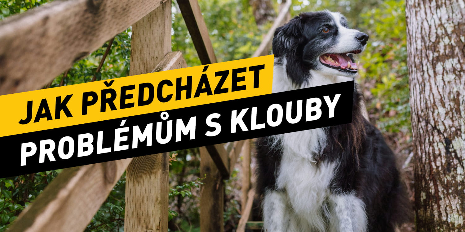 Hýbejte se, ale s rozumem: Jak předcházet problémům s klouby u tvého psa?