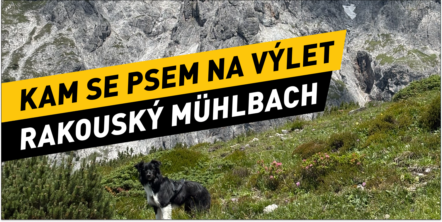 Kam na výlet se psem v Rakouském Mühlbachu