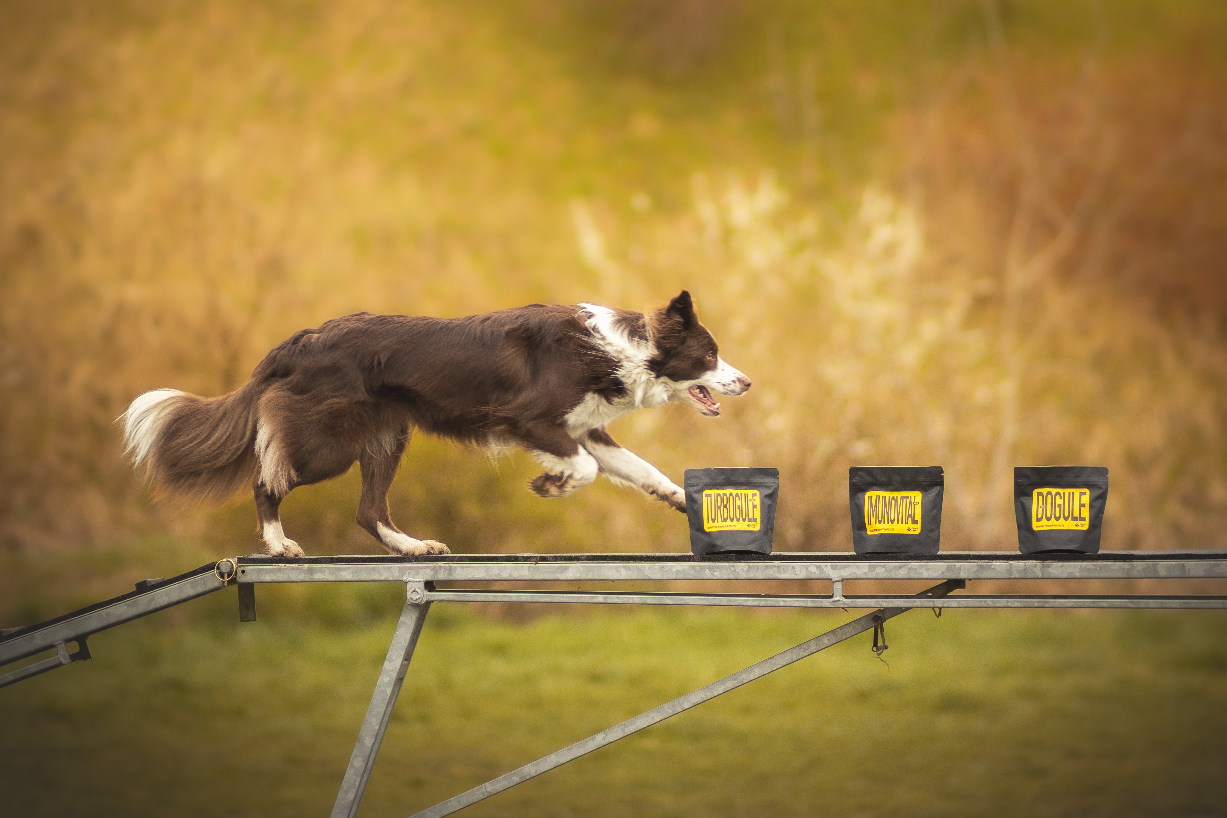 Začínáme s agility + návod jak naučit psa odložení