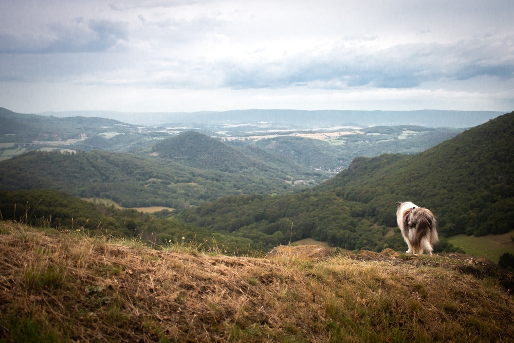 Kam na výlet se psem: České středohoří - Hlinná (12 km)
