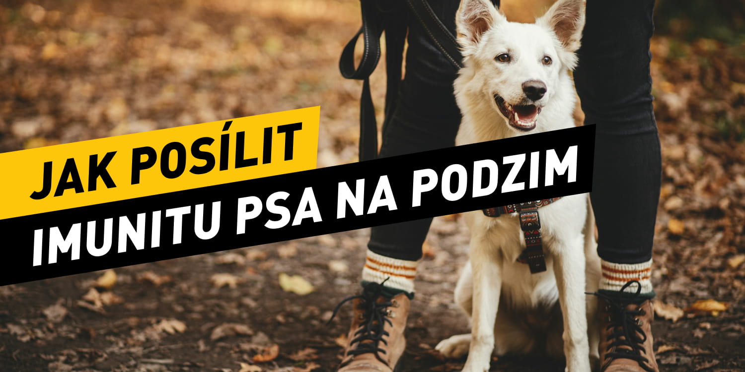 Jak posílit imunitu psa na podzim: Kompletní průvodce pro pevné zdraví