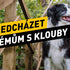 Hýbejte se, ale s rozumem: Jak předcházet problémům s klouby u tvého psa?