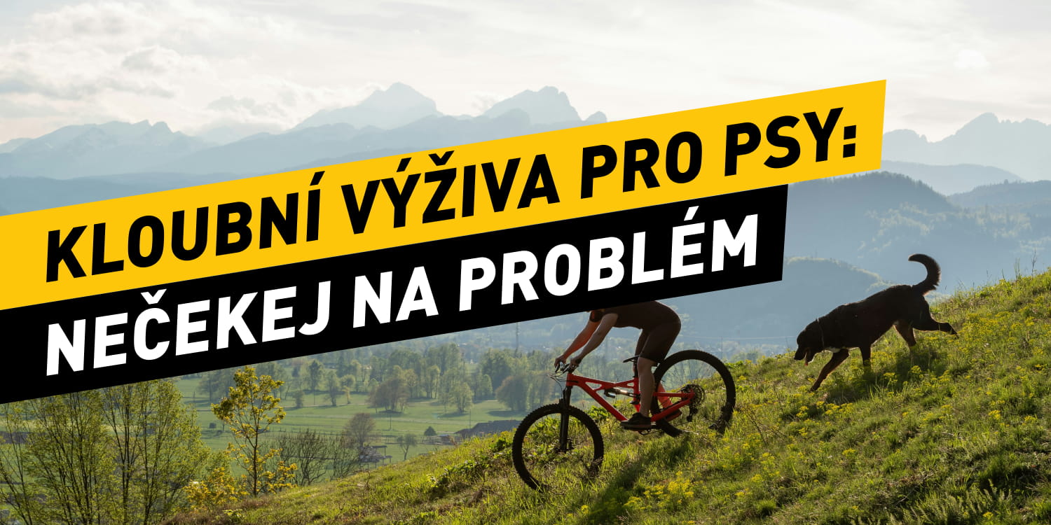 Kloubní výživa pro psy: Nečekej na první problém