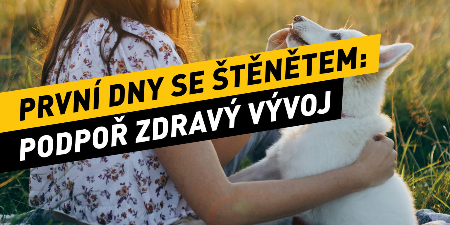 První dny se štěnětem: Jak zvládnout adaptaci a podpořit zdravý vývoj od prvního dne