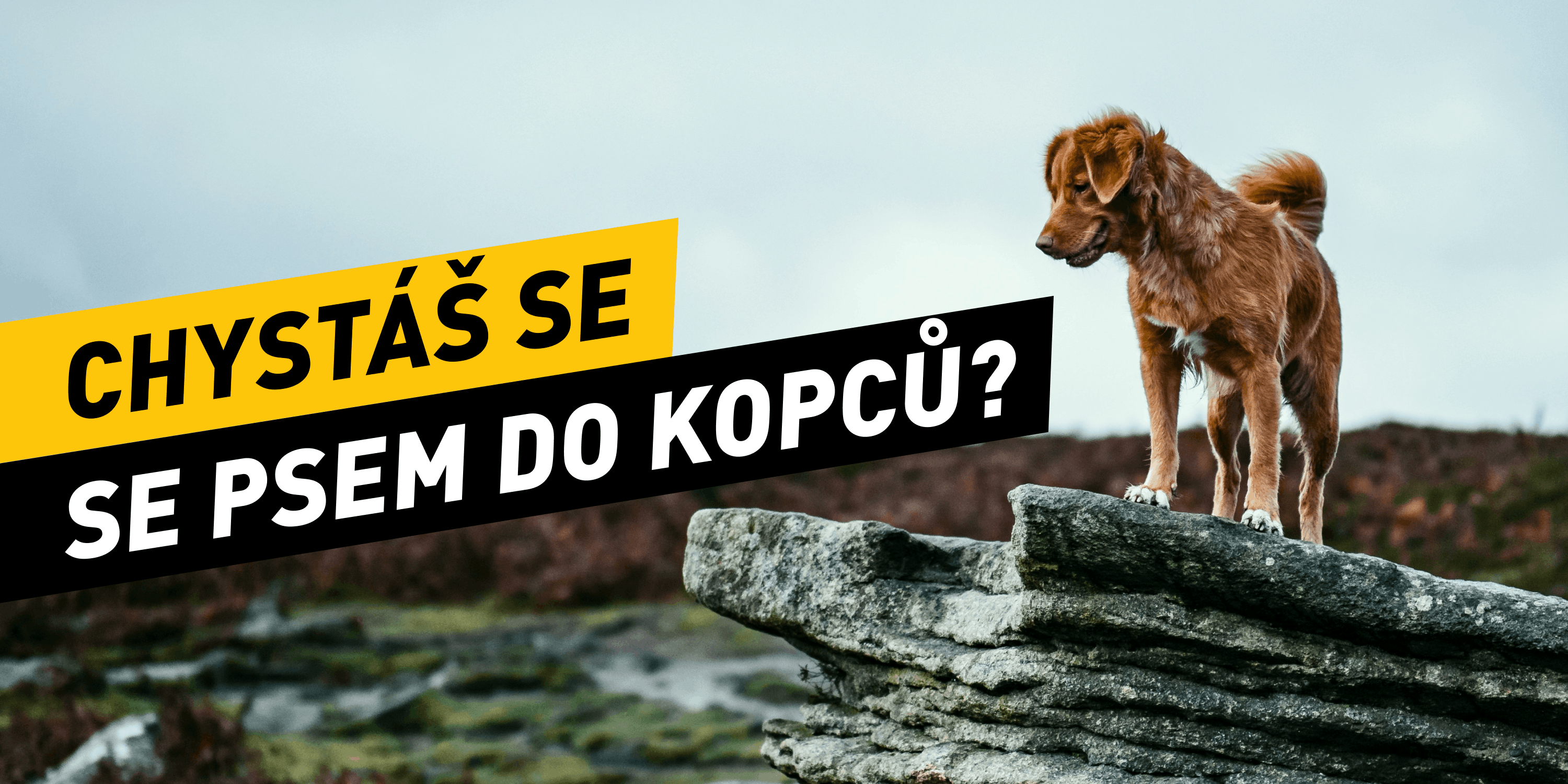Chystáš se se psem do kopců? Jak ho připravit na celodenní výlet, aby ho neodrovnal