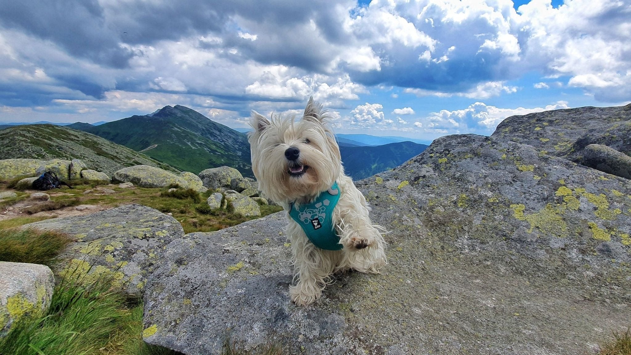 Kam na výlet se psem: Nízké Tatry - vrchol Chopok (12 km)