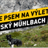 Kam na výlet se psem v Rakouském Mühlbachu