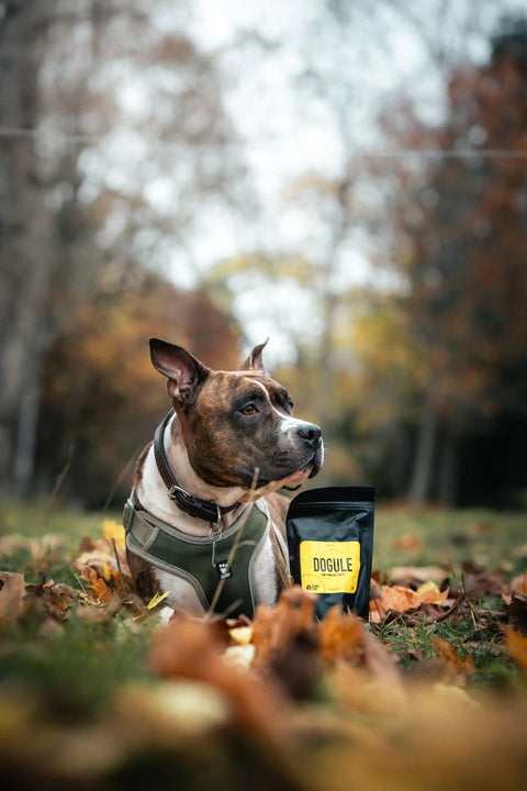 Pes stafford ležící v listí vedle balíčku psích pamlsků Dogule