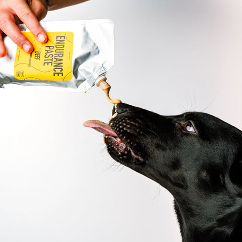 black lab puppy licking the peanut butter texture paste of the endurance paste beef flavor package