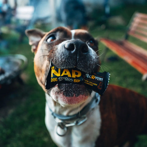 Proteinová tyčinka pro psy NAP | Recovery