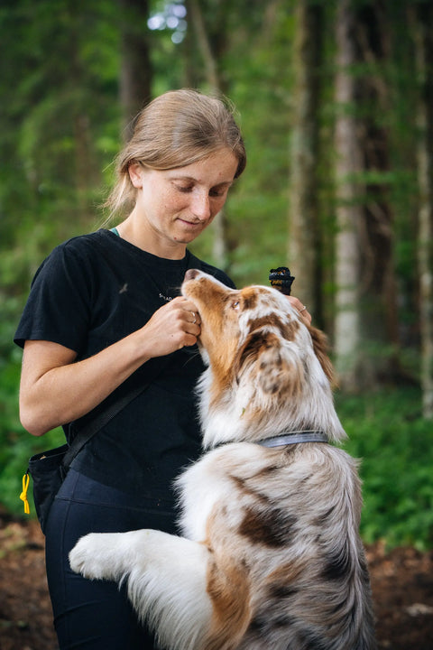 Australian shepherd jumping on its owner, biting nap protein dog bar