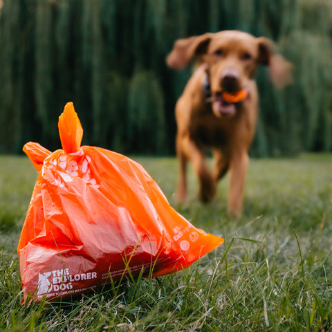 Sáčky na psí exkrementy | Recyklované a pevné
