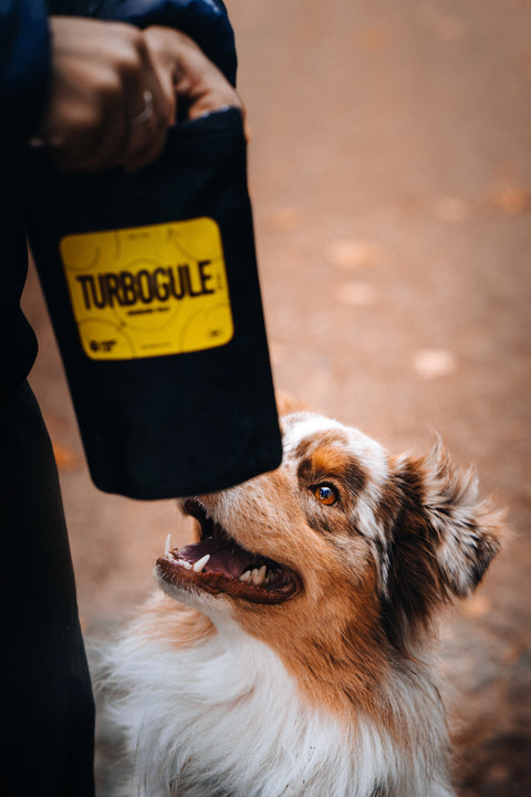 Australian Shepherd looking with excitement at Turbogule dog treats